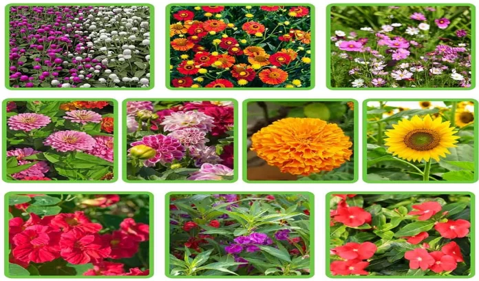 Plant these beautiful flowers in your garden during the summer season
