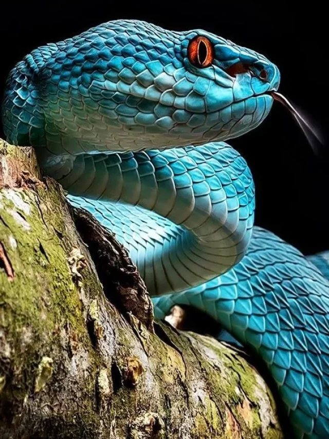 Top 10 most poisonous snakes