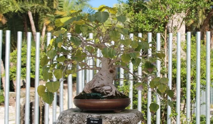 Know whether you can plant Peepal tree in your garden