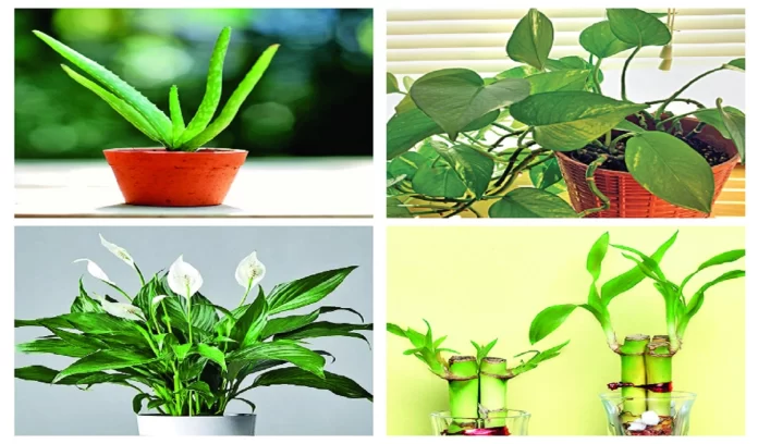 10 lucky plants which can be given as gifts