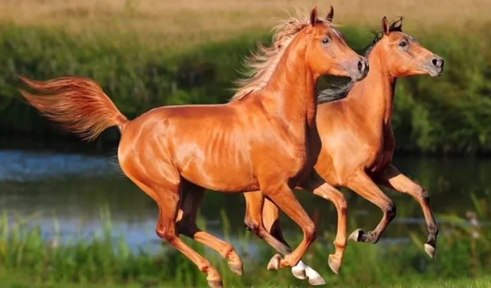 Know whether seeing a brown horse in a dream is auspicious or inauspicious