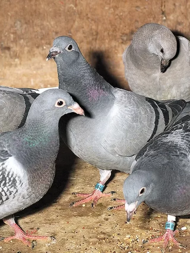 Pigeon Dove