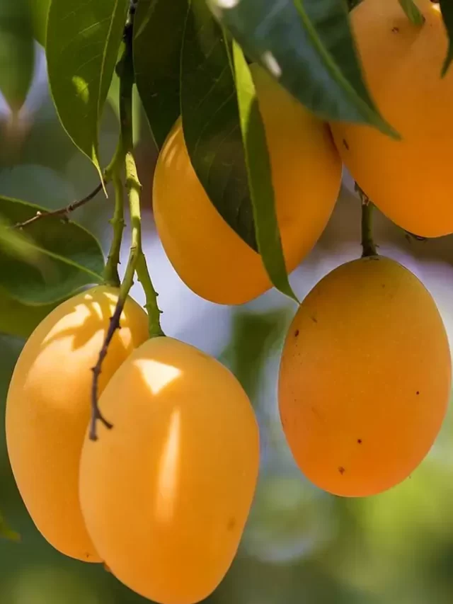 Alphonso-mango