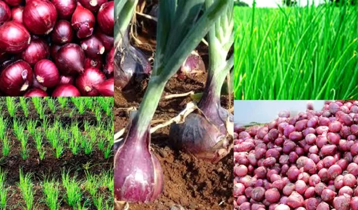 Bikram Singh earned lakhs of rupees by cultivating red onion Bikram Singh earned lakhs of rupees by cultivating red onion