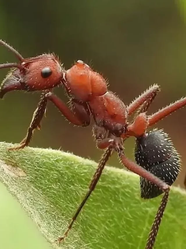 Ant