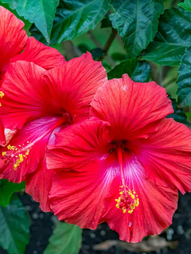 Hibiscus_Red