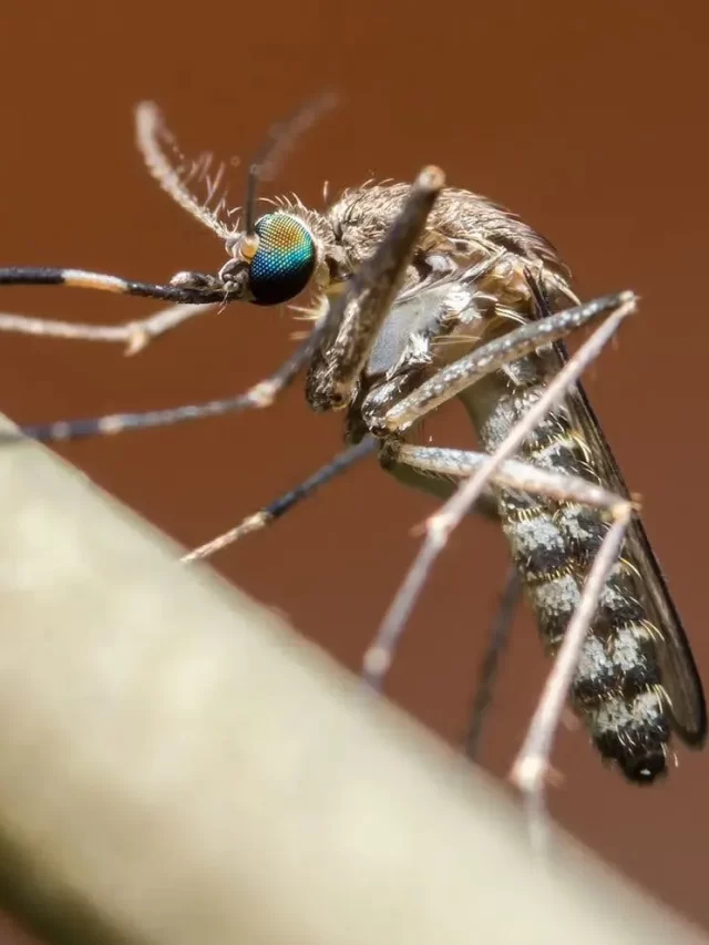 Mosquitoes