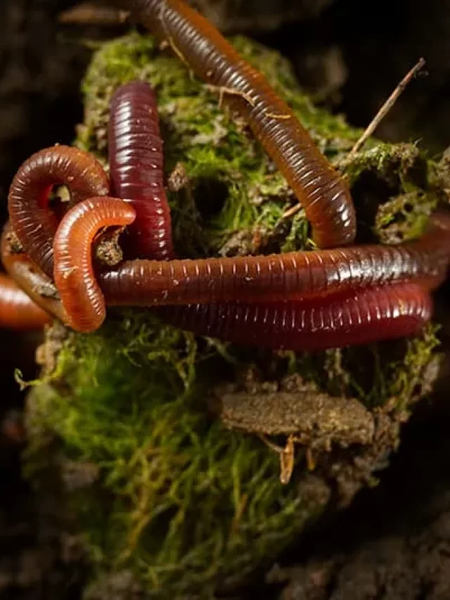 Types-of-Earthworms