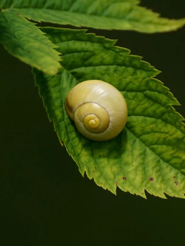 Yellow-snail-on-green-leaf