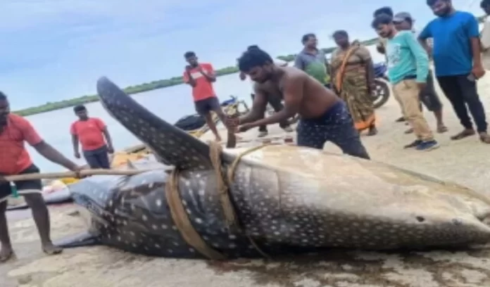 Andhra Pradesh fisherman finds 1,500-kg whale shark