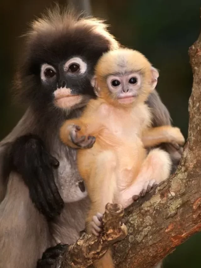 Animals