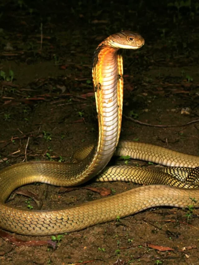 King cobra Snake