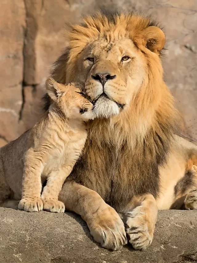 Lions