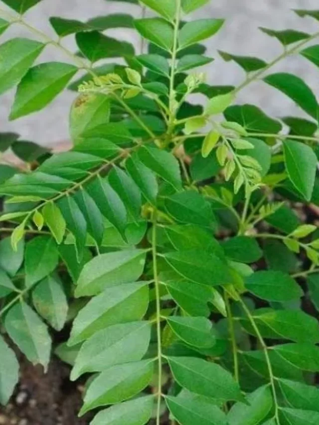 best-uses-of-curry-leaf