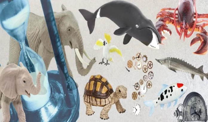 five longest living creatures earth five longest living creatures earth,Top 5 longest living creature