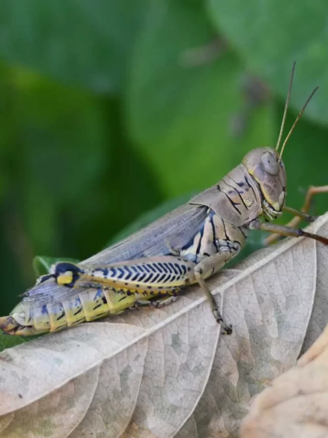 Grasshopper, Insect