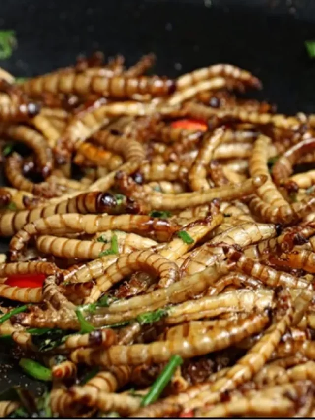 Mealworm, Insect