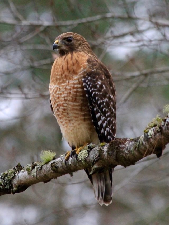 Different types of Hawks, Hawks