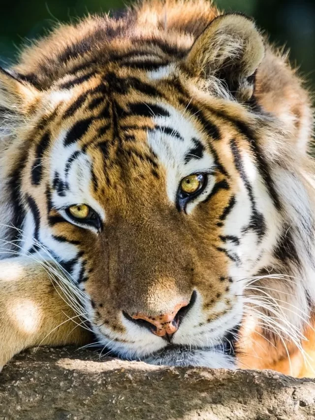 Tiger, National Animal