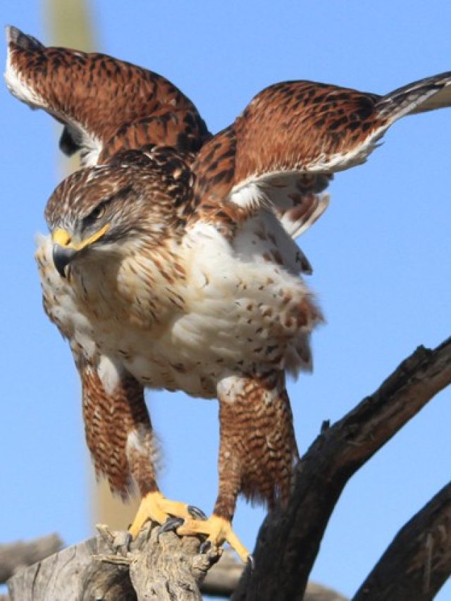 ferruginous hawk, Hawk