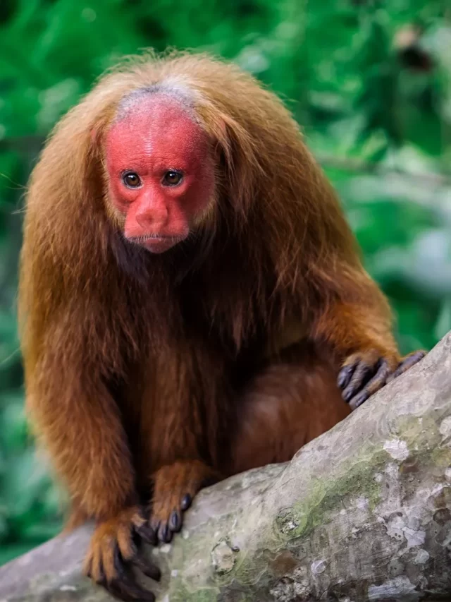 Bald-Uakari, Monkey