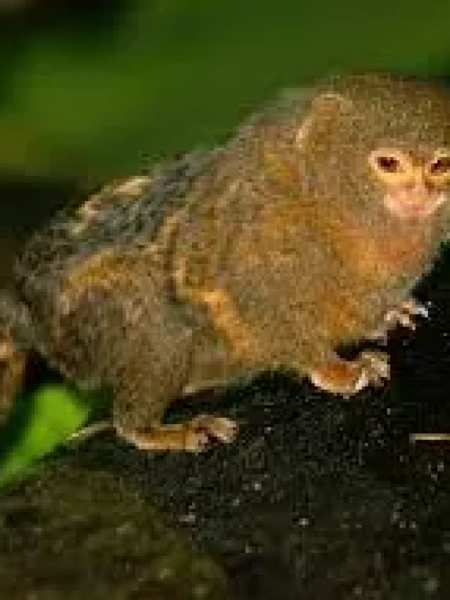Pygmy Marmoset, Monkey