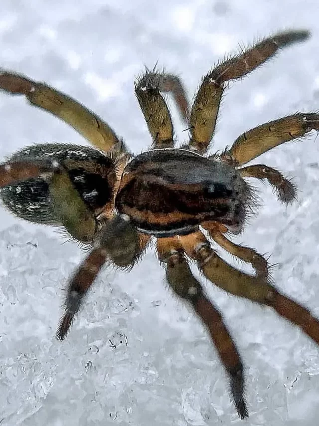 Spider 11, Ice Spider