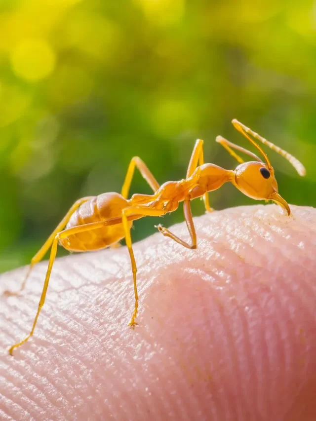 Insects, Top 5 Dangerous Insect