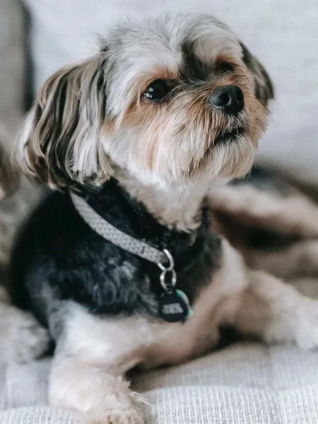 Small Dogs, top 5 smallest dogs in the world
