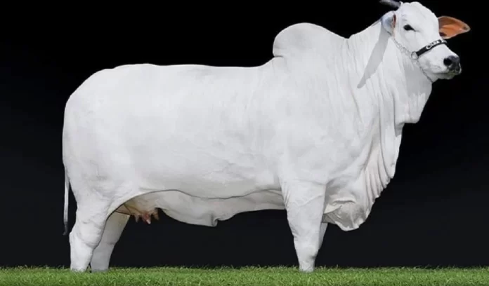 World Most expensive Nelore cow Brazil