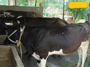 Animal Husbandry Business