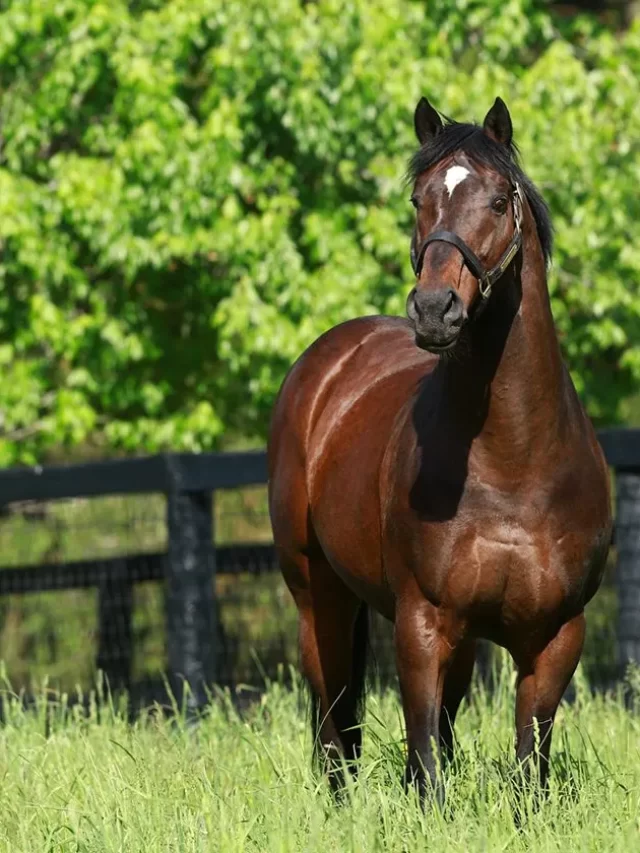 Fusaichi Pegasus, World most expensive Horse