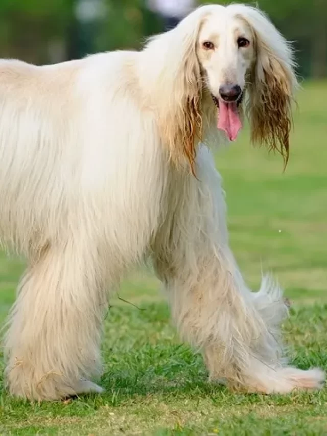 Tallest Dog, Biggest Dog
