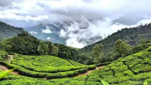 Tea Garden Hill of Munnar Kerala