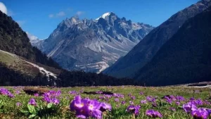 Yumthang Valley Sikkim