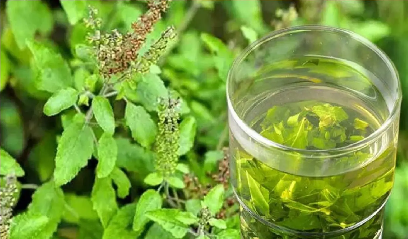 Tulsi Water, Tulsi Water benefits