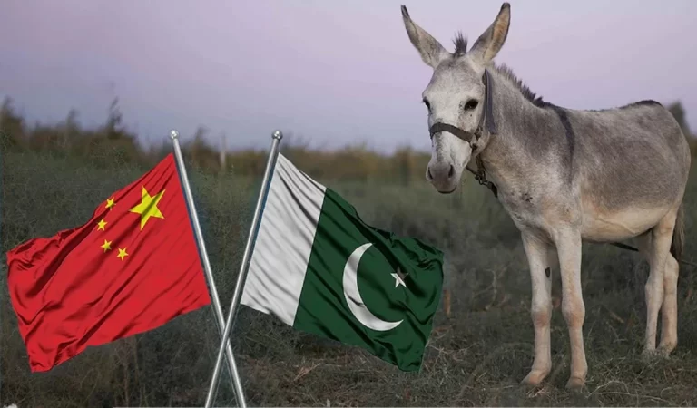 China-Pakistan Donkey Trade: चीन के लिए गधे का व्यापार बढ़ा रहा पाकिस्तान, ग्वादर से ...