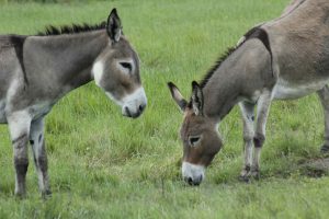 China-Pakistan Donkey Trade