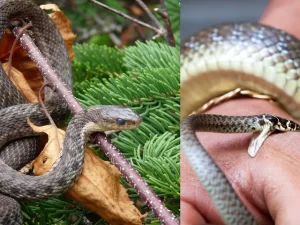 snake bite