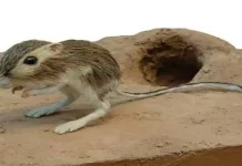 Trending GK Quiz: वो कौन सा जानवर है जिसे पानी पीना मना है, वरना होती है मौत? जानिए 10 रोचक सामान्य ज्ञान के सवाल और उनके जवाब kangaroo rat Trending GK Quiz