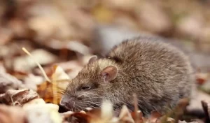 kangaroo rat Trending GK Quiz