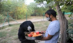 Animal Rescuer Murari Lal