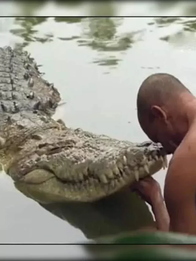 Babiya vegetarian crocodile, Vegetarian crocodile temple