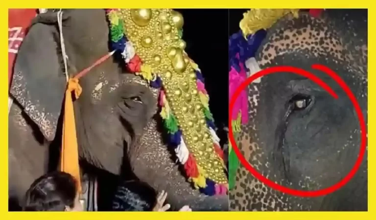 Madhuri Elephant News: कोल्हापुर की ‘माधुरी’ हथिनी की विदाई से टूटा गांव का दिल, इंसा...