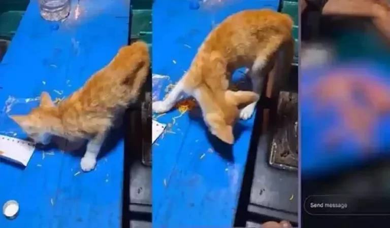 Kerala Man Kills Cat: इंसानियत को शर्मसार करता मामला, युवक ने Instagram पर डाली बिल्ल...