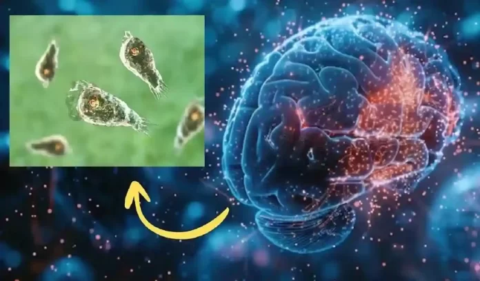 Brain-Eating Amoeba Symptoms Brain-Eating Amoeba Symptoms