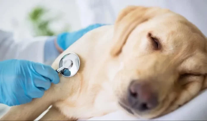 Heart attack in animals