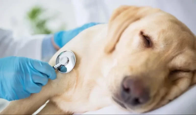 Heart attack in animals: क्या आपको पता है? जानवरों को भी हो सकता है हार्ट अटैक और किड...