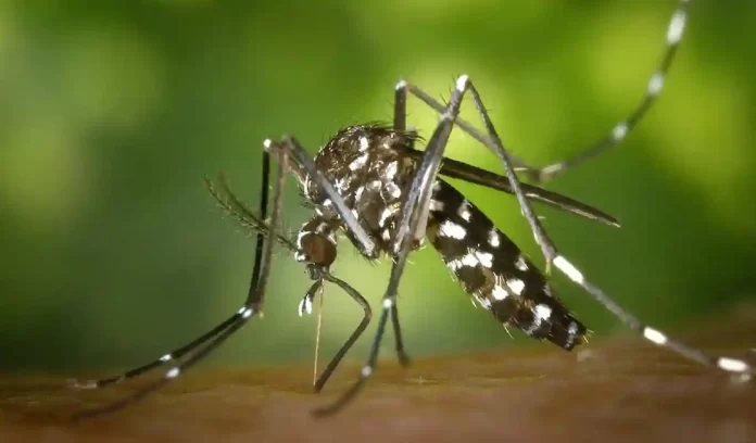Mosquito Biting Reason