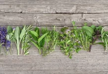 किडनी के लिए रामबाण हैं ये हर्ब्स, किडनी फेलियर का रिस्क होगा कम